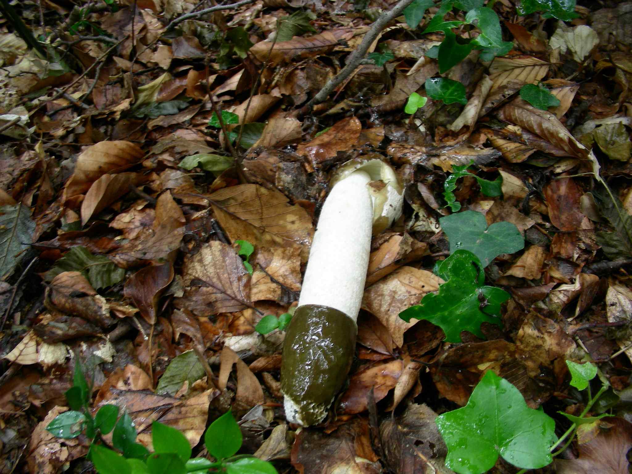 1360 Giugno vecchio ritrovamento